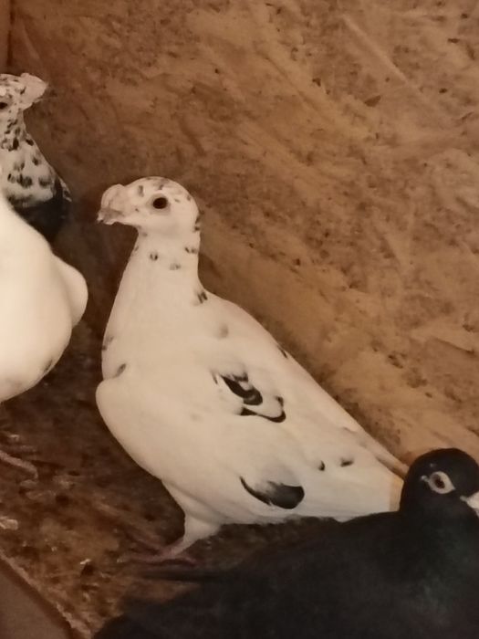 vând porumbei voiajori italie si duduros