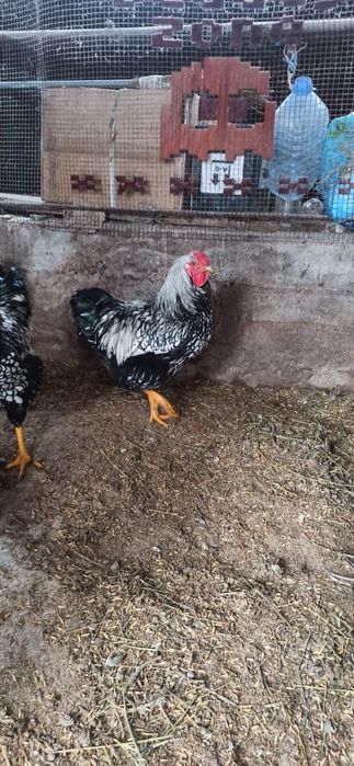 Петуха   виандот