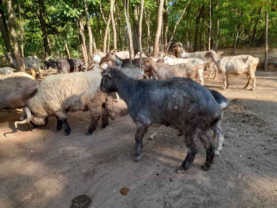 Berbeci si Tapi de vanzare