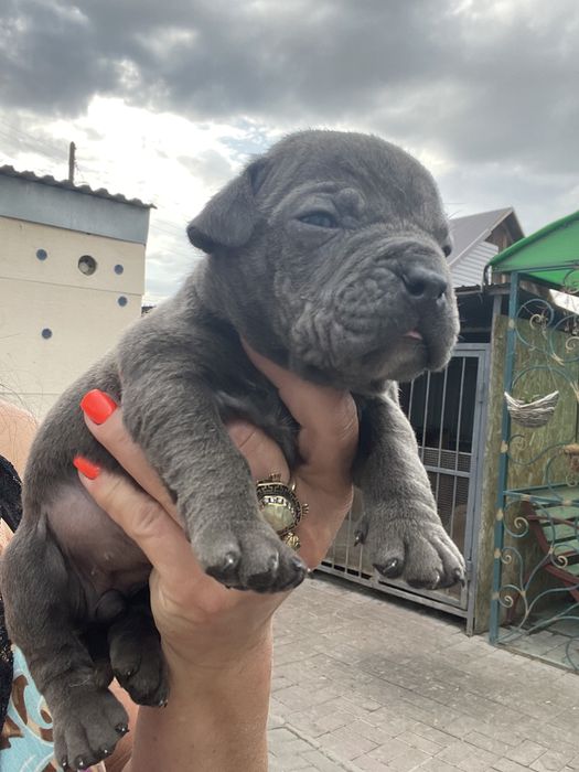 Американский  булли