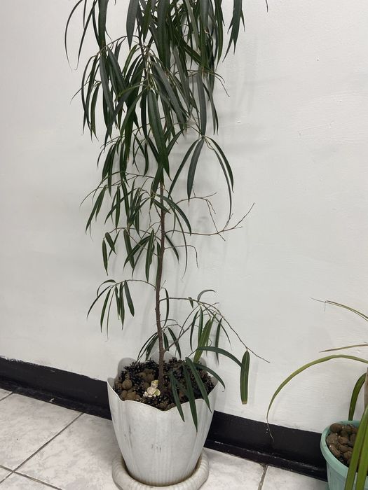 Фикус беннедийка