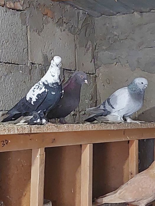 Құстар сатылады.