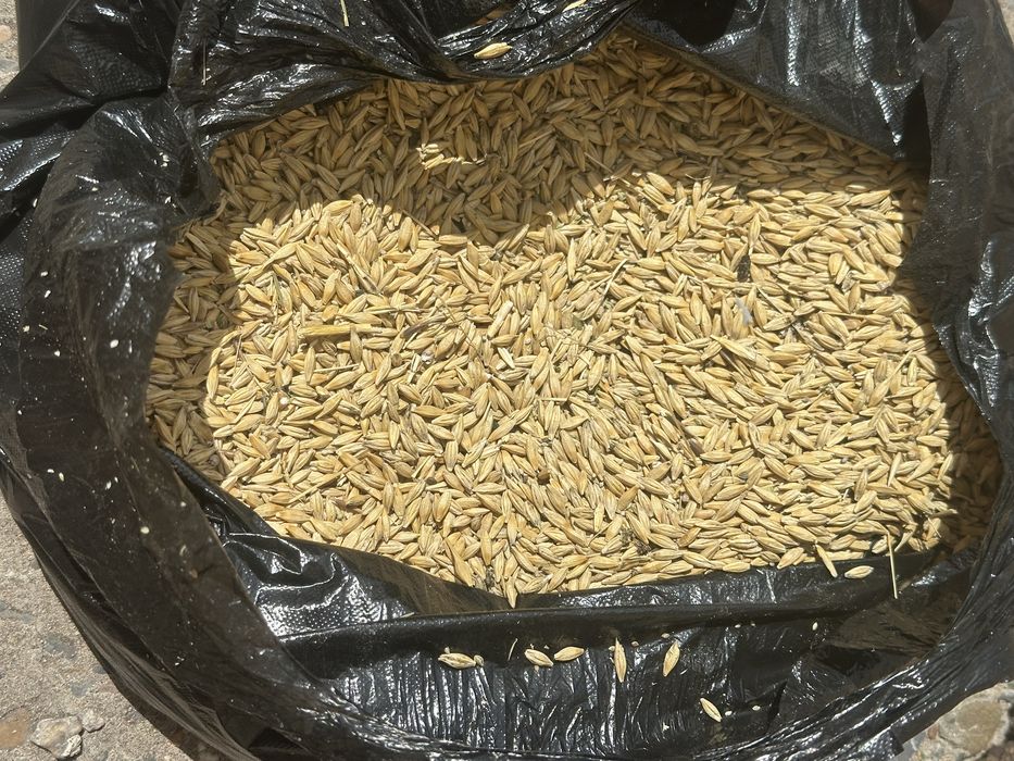 Продам ячмень,пщеница,овес,отходы