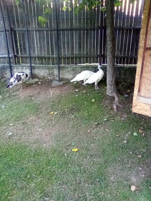 Vând păunițe de un an albe și arlechin crescute în libertate bine dezvoltate  se vând din lipsă de spațiu
