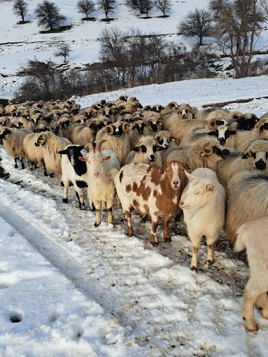 Vând capre sau schimb