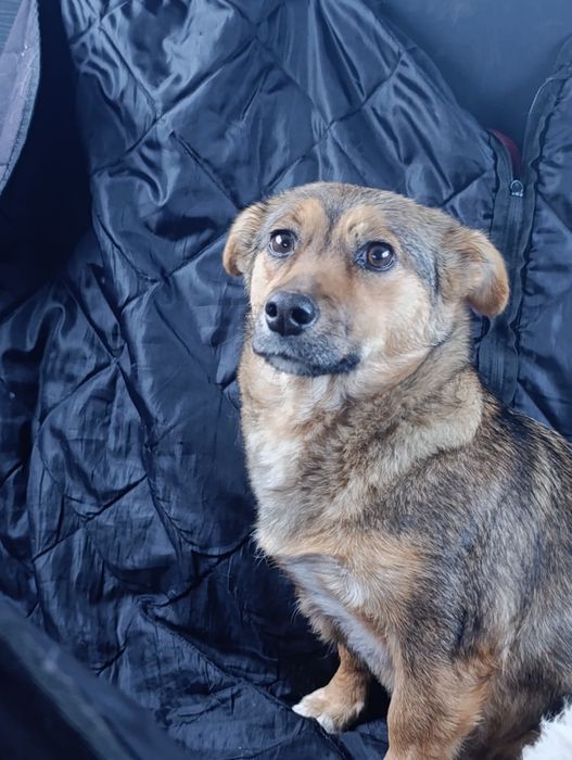 Мелкая собачка в добрые руки