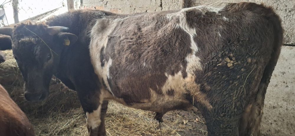 Продам быка 2 года. Бык.