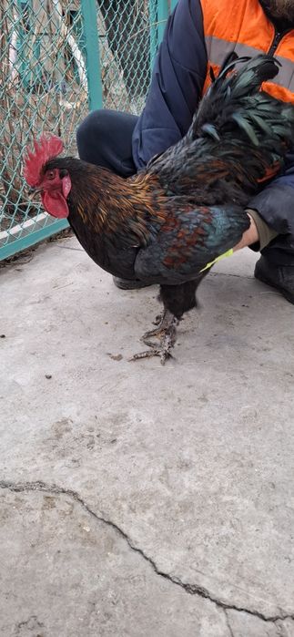 Джерсийский Гигант