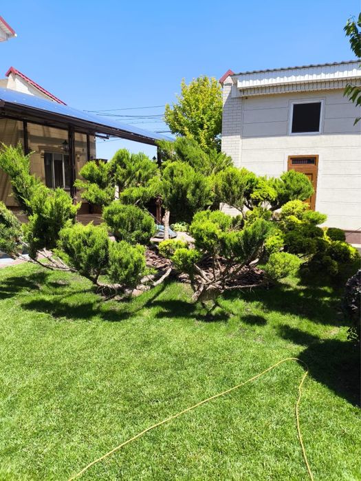 Садовник на дому