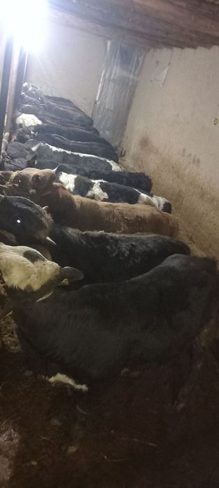 17 бош, ёшига тўлган гибрид ва местный буқалар сотилади, ҳаммаси соғло