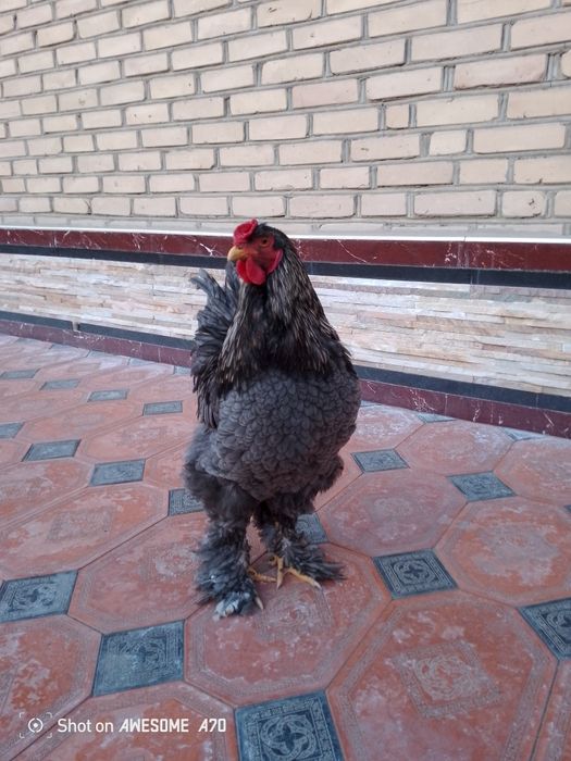 Брама хуроз сотилади