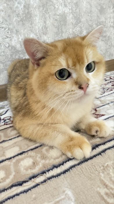 Чистокровные британская шиншила вокрас золота и серебро. ВЯЗКА