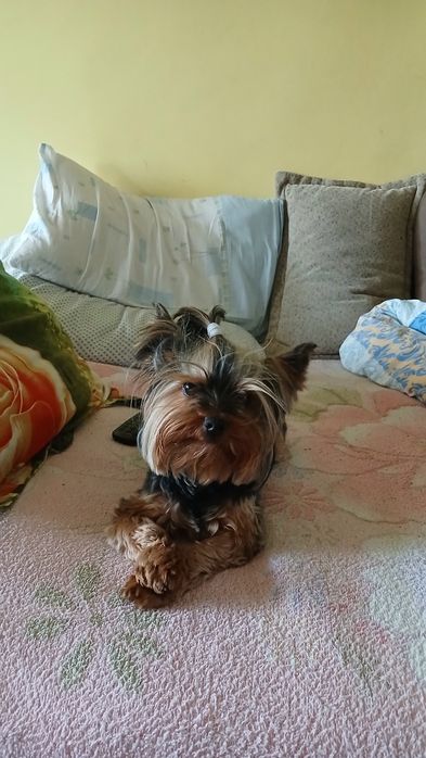 Продам йорка девочку