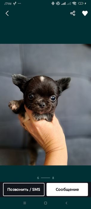 Продам мини чихуахуа