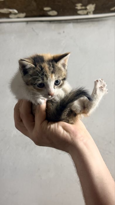 Отдам котят в хорошие руки
