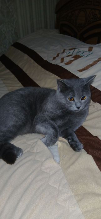 Мушук сотилади зотдор