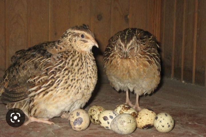 Bedan bor tayor 35 kunlik