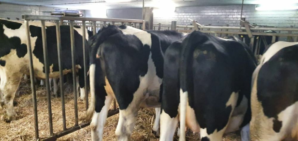 Голштейн, Golshteyn
Yevropadan naslli qoramollar yetkazib beramiz.