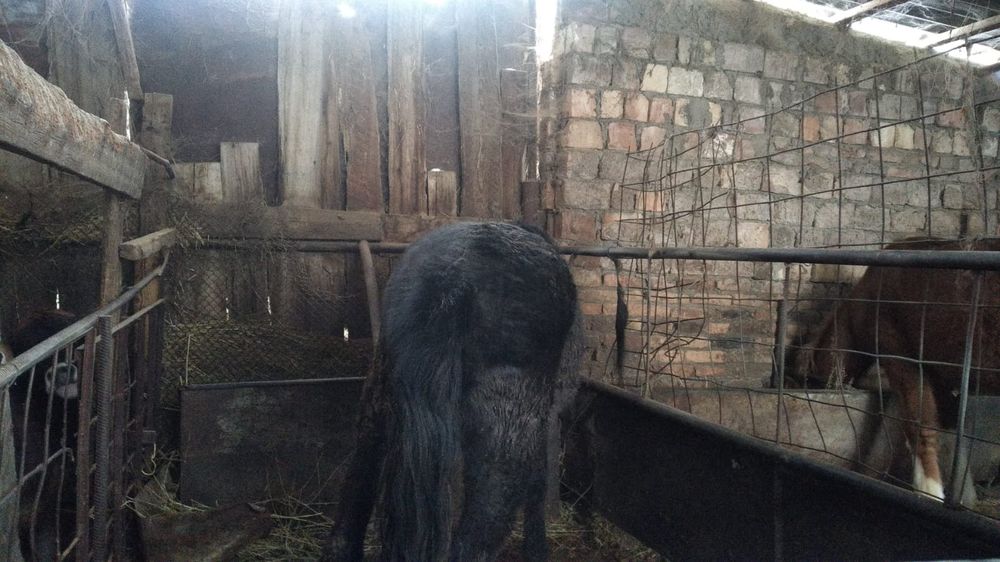 Тайлар,байталдар сатылады