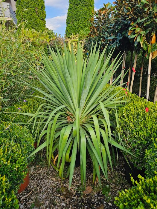 Yucca , planta decorativa