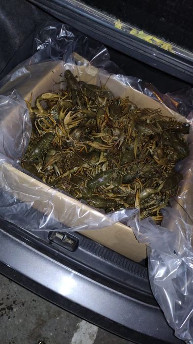 Живые и вареные раки очень сочные и