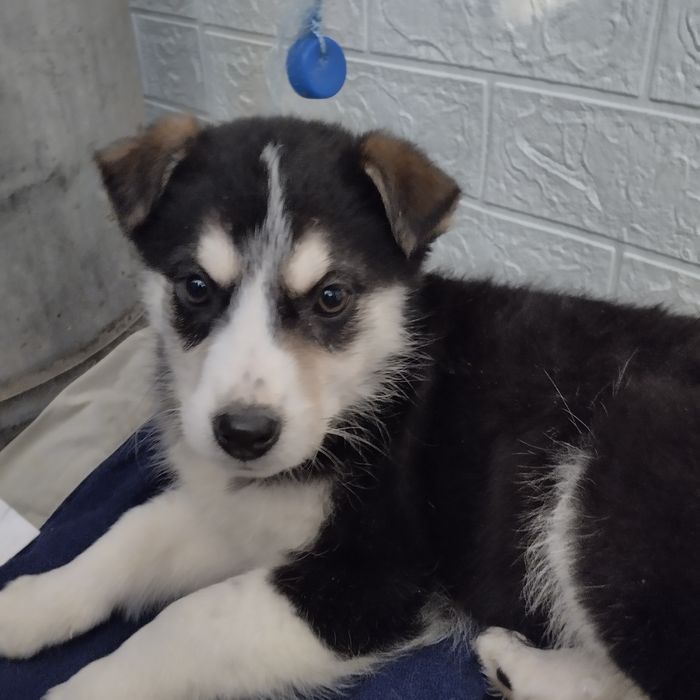 Отдам в добрые руки