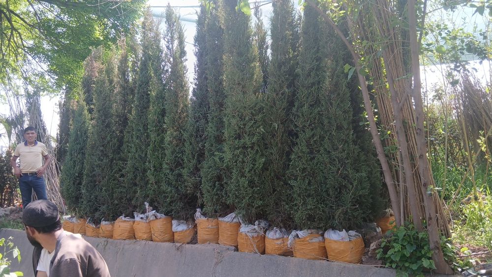 Ko'chatlarimiz bor Toshkent rohat posti oldida
