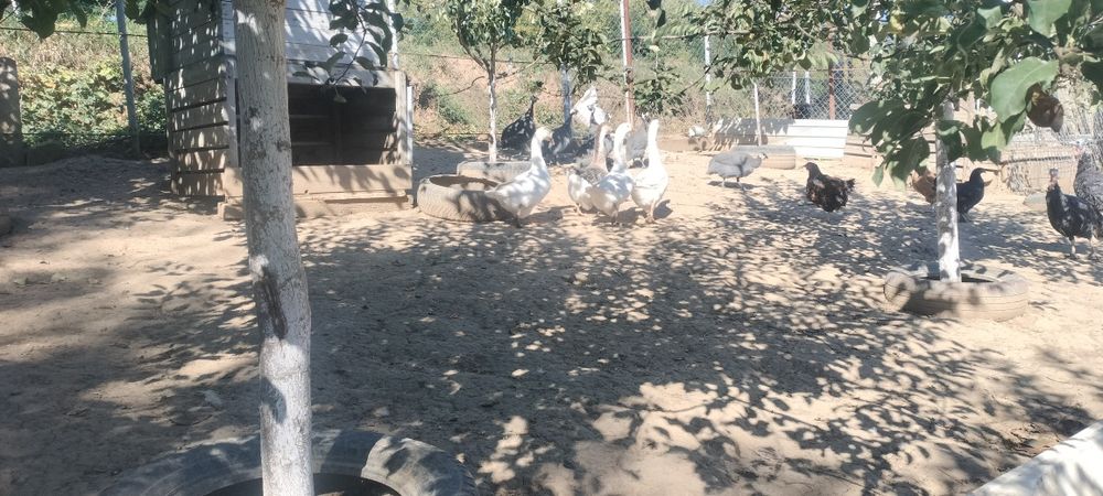 De vânzare gâște ,rațe, curci detalii la telefon sau mesaj olx