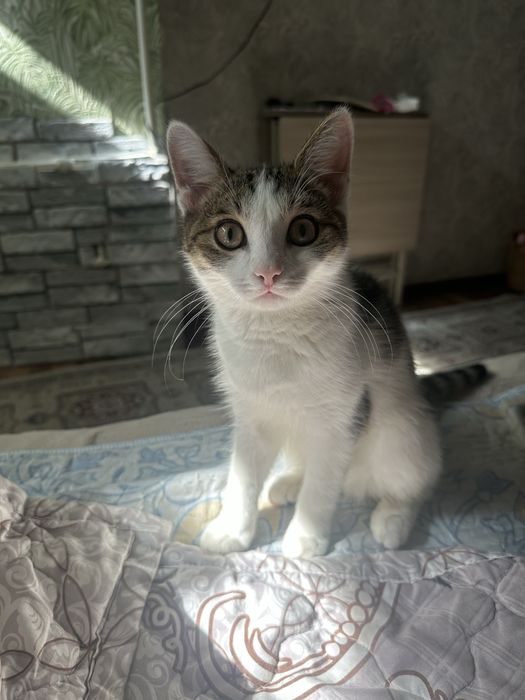 котенок бесплатно