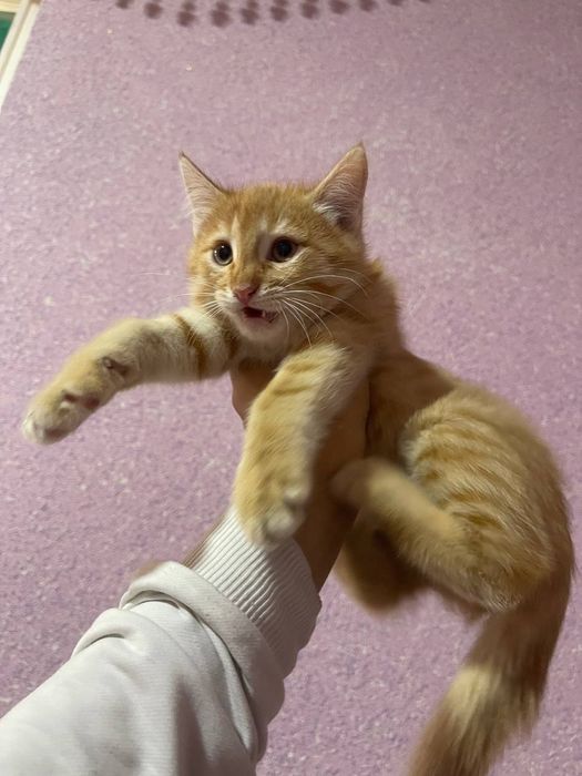 Hojatxonada etaklarini kozdan kechirayotgan etuk ayollarning porno videolari