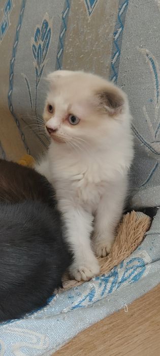 Продам породистых котят