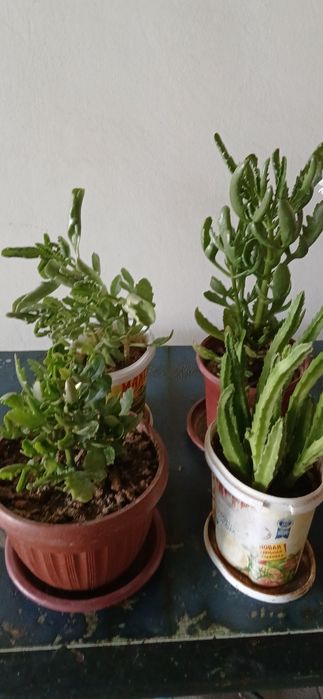 Gullar Sotiladi Atrozka va Katta Gullar Oluvchilar Aloqaga Chiqing