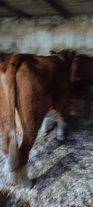Vacă de vânzare          .