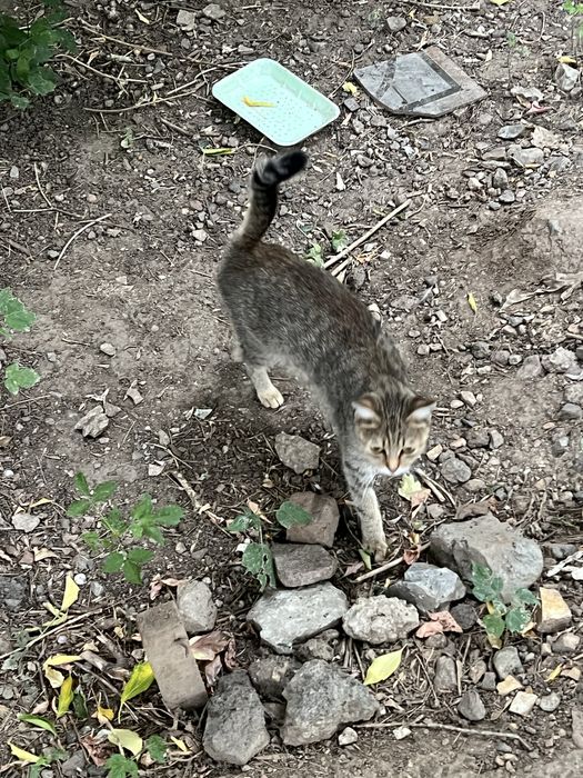 Котенок кошки кот