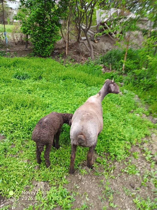 Quy blan mernoz quchqor sotladi