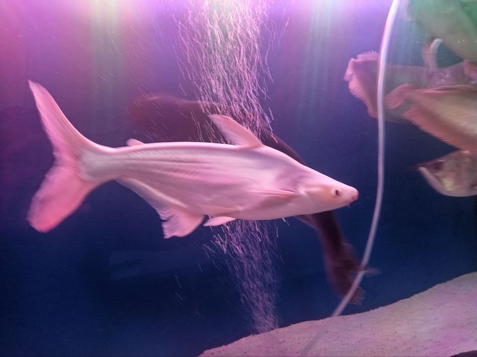 Aravana 2ta Indiski noj 2ta Akula 2ta oq akula 2ta pilisos 3ta