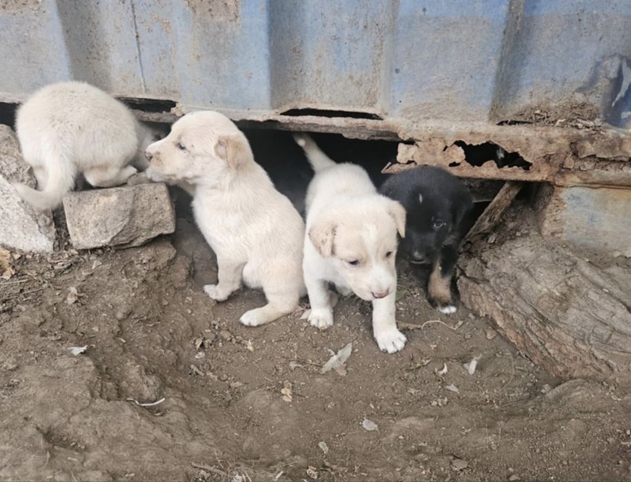 Щенки в добрые руки