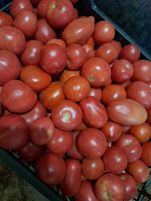 Продам дачные помидоры