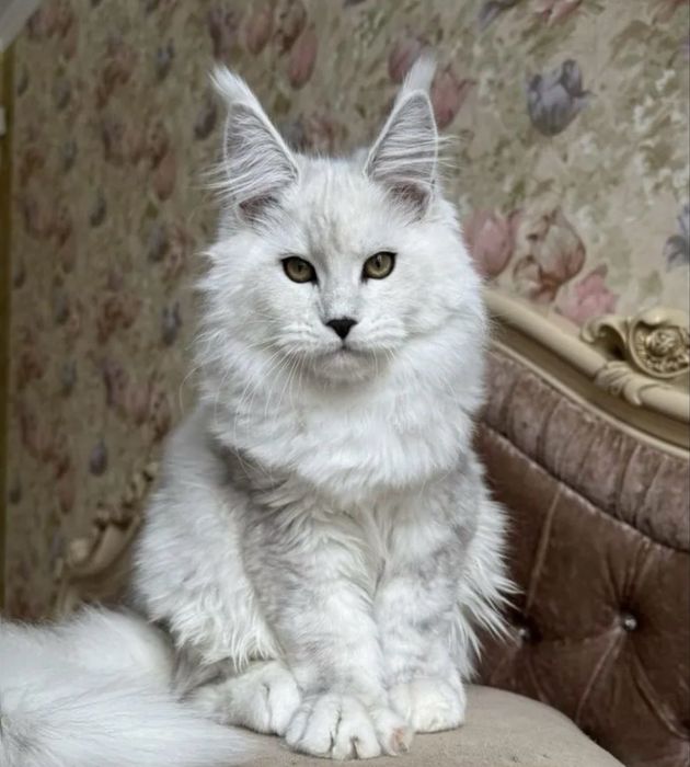 Мейн-кун котёнок