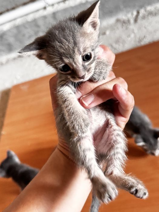Отдам котят бесплатно