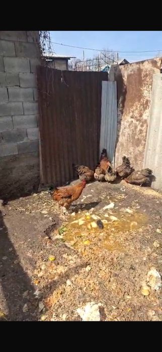 Продам кученских кур