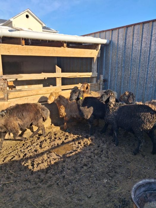 Бір бір жарым жасар тоқтылар сатылады. Сауда бар