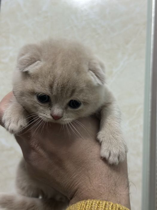 Продаются породистые вислоухие котята