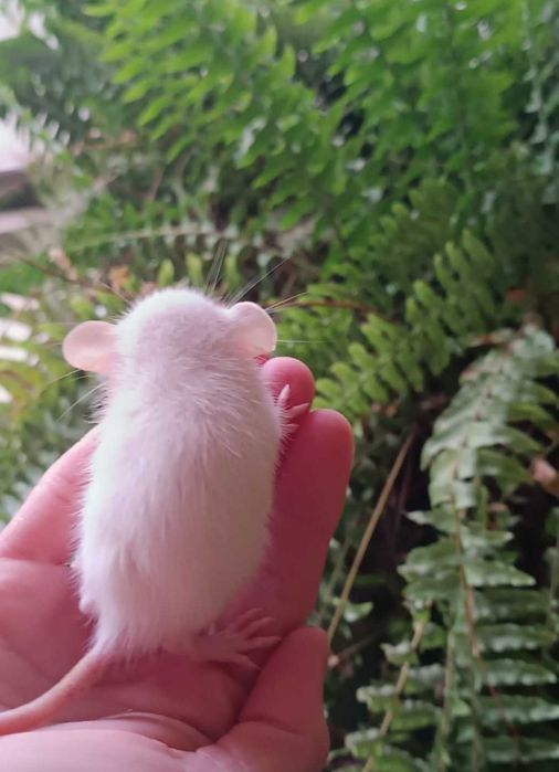 Продаются декоративные дамбо крысы 
Очень умные, спокойные и ручные.