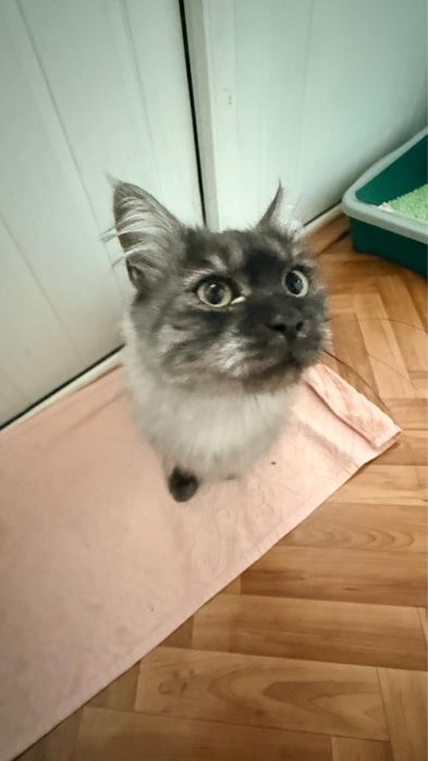 Отдам кота. Ищу дом для кота. Астана