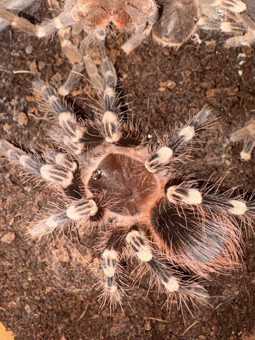 Паук птицеед. Acanthoscurria geniculata