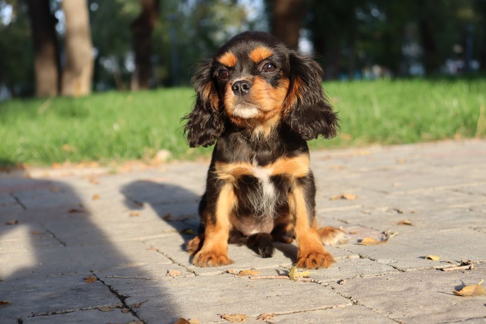 Щенки Кавалер Кинг Чарльз Спаниель