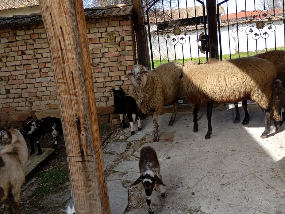 Продават се спешно