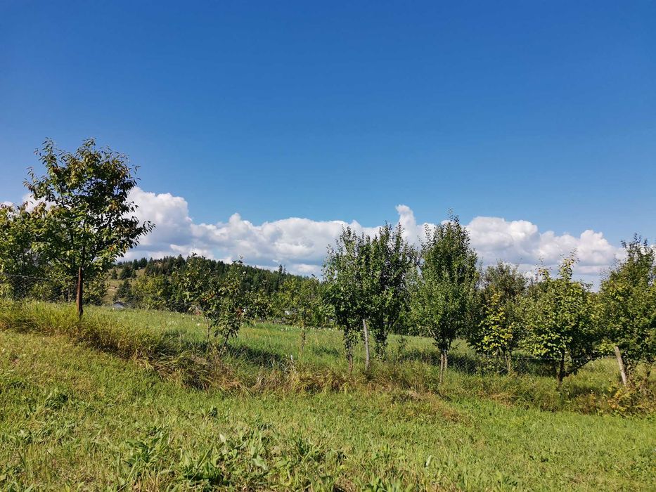 Vand teren intravilan cu casă – 7400 mp în Sasca Mare, Suceava