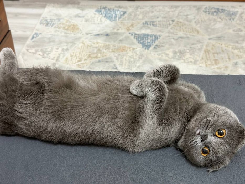 Кошка скоттиш фолд